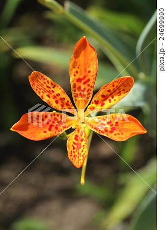 Healing Belamcanda chinensis 24699990