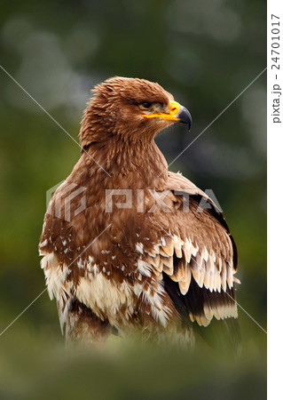Birds of prey on the meadow with autumn forest 24701017