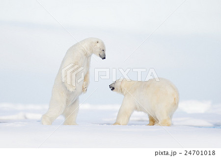 Polar fight on the ice. 24701018