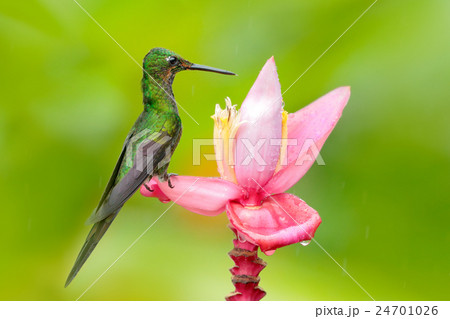 Hummingbird Empress Brilliant, sitting on flower Hummingbird Empress Brilliant, sitting on flower 24701026