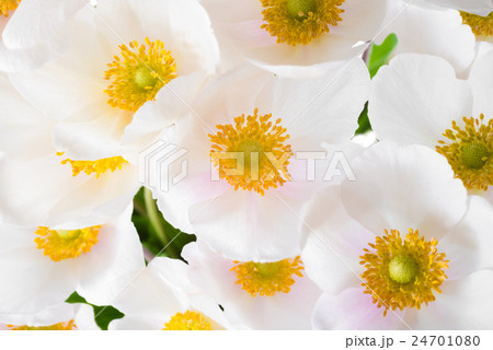 Anemone sylvestris (snowdrop anemone),   24701080