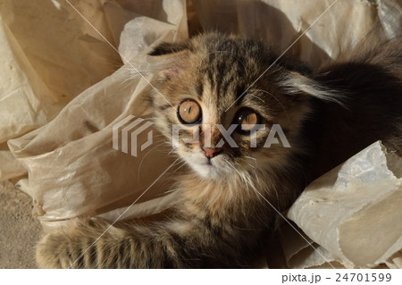 Beautiful fluffy kitten 24701599