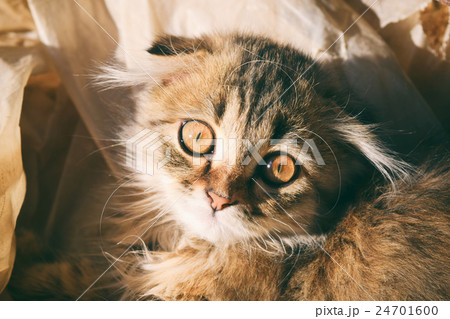 Beautiful fluffy kitten Beautiful fluffy kitten 24701600