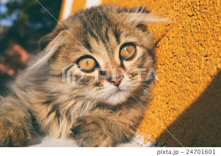 Beautiful fluffy kitten 24701601