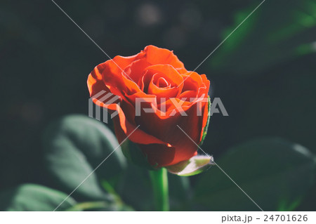 Red Rose on the Branch Red Rose on the Branch 24701626