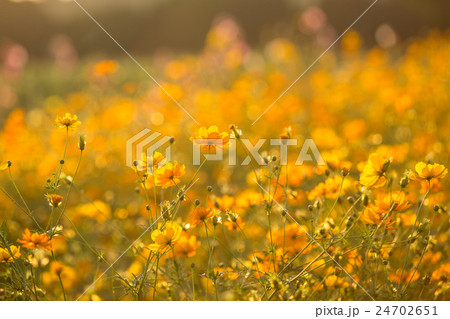 Yellow Cosmos flower Yellow Cosmos flower 24702651