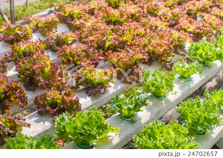vegetable farm vegetable farm 24702657