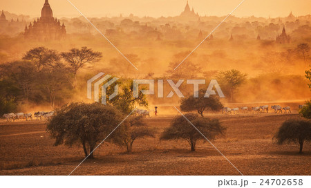 Cow at Bagan from Pyatha dar Hpaya pagoda Cow at Bagan from Pyatha dar Hpaya pagoda 24702658