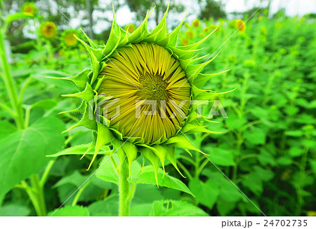 道の駅「オライはすぬま」の近くのヒマワリ畑 24702735