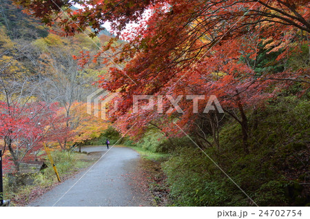 みたらい渓谷の紅葉 みたらい渓谷の紅葉 24702754
