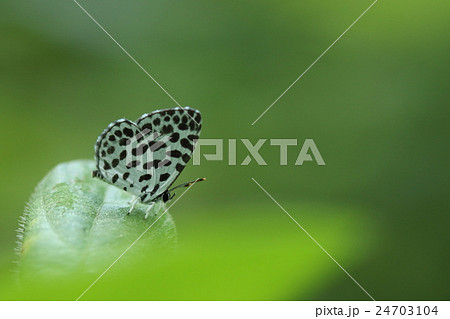 生き物　昆虫　ゴイシシジミ、美しいチョウです。希少な種類ではないようですが発生は局地的だそうです 24703104