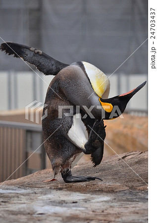 ペンギン 東山動物園の写真素材