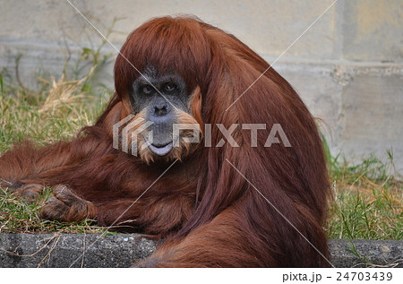 オランウータン　東山動物園 24703439