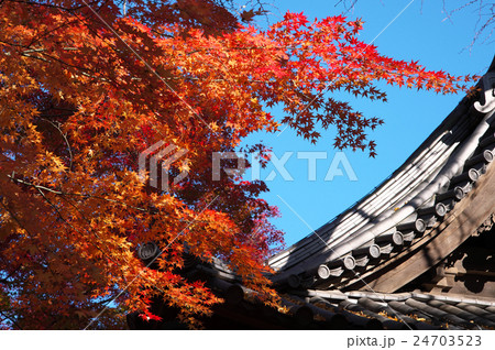 紅葉に燃える三渓園 紅葉に燃える三渓園 24703523