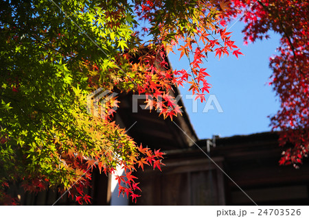 紅葉に燃える三渓園 紅葉に燃える三渓園 24703526
