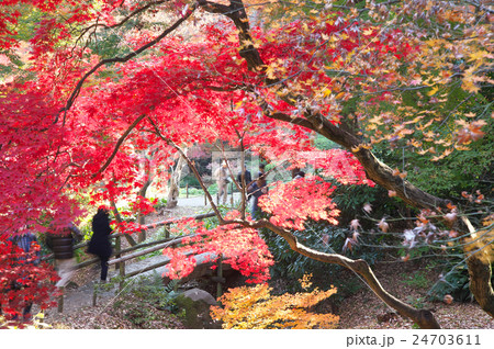 紅葉に燃える三渓園 紅葉に燃える三渓園 24703611