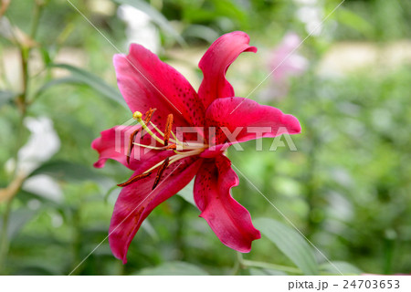 赤いユリ 赤いユリ 24703653