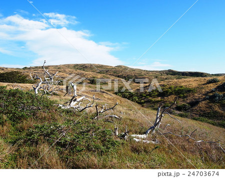 聟島(ケータ島) 枯れ木と荒野 聟島(ケータ島) 枯れ木と荒野 24703674