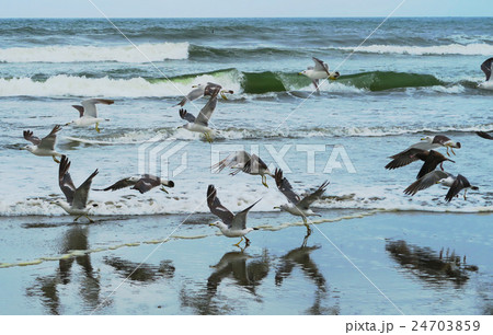 千葉県九十九里浜のウミネコ 24703859