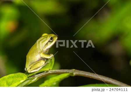 動物 動物学 アマガエル 24704111
