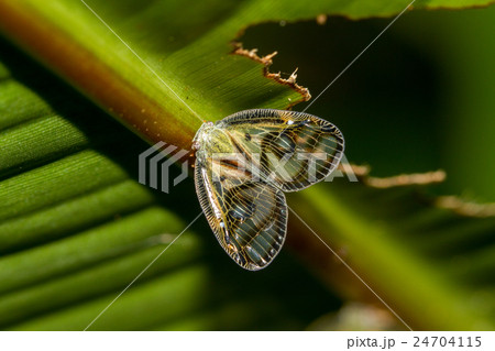 昆虫 虫 蟲 24704115