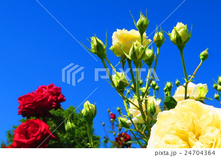 バラの花と青空のある風景 バラの花と青空のある風景 24704364