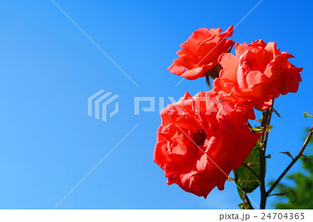 赤いバラの花と青空の風景 24704365