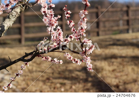 梅の花 梅の花 24704676