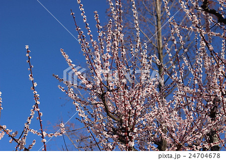 梅の花 梅の花 24704678