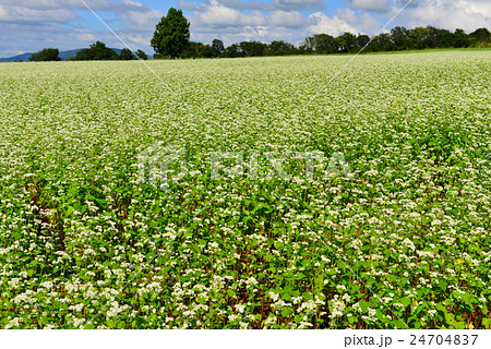 山本山高原のそば畑 山本山高原のそば畑 24704837