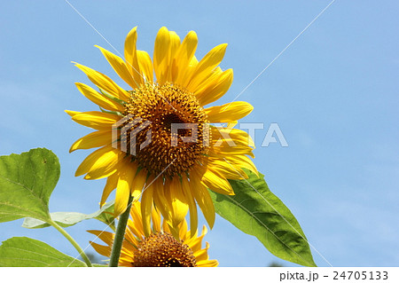 夏の花 夏の花 24705133