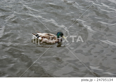 Lonely duck swimming in a river 24705134