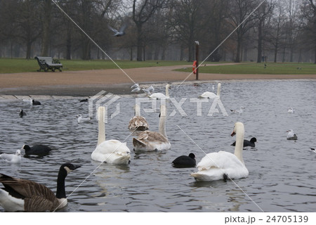 Swans in a pond  24705139