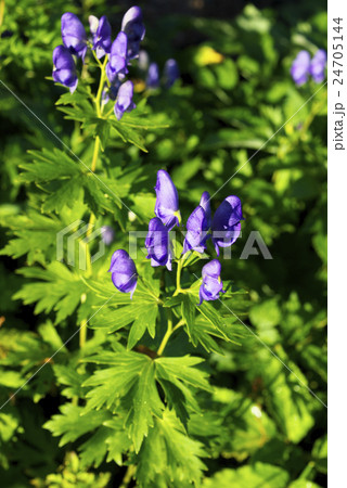 ミヤマトリカブト ミヤマトリカブト 24705144