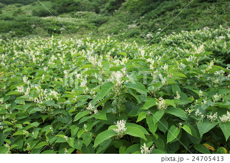 ウラジロタデ ウラジロタデ 24705413