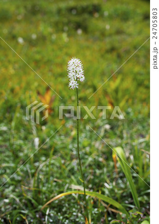 イワショウブ 24705803