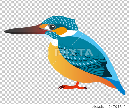 カワセミ (kingfisher) 24705841
