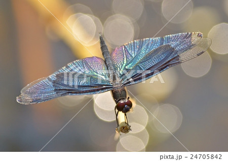 チョウトンボ 24705842