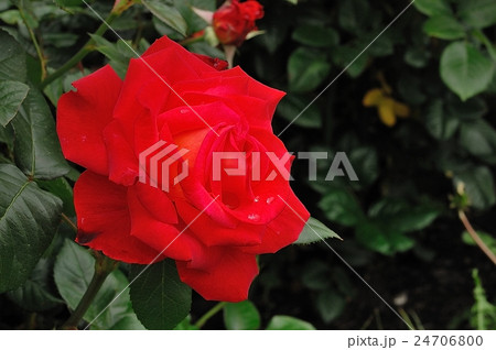 花、薔薇、赤色＠浜寺公園、堺市 24706800