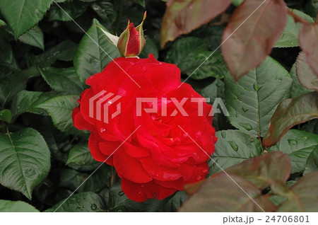 花、薔薇、赤色@浜寺公園、堺市 花、薔薇、赤色@浜寺公園、堺市 24706801