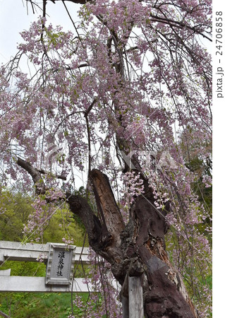 「鶯宿温泉」の「温泉神社」の鳥居と老木の桜 「鶯宿温泉」の「温泉神社」の鳥居と老木の桜 24706858