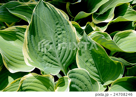ギボウシの葉 24708246