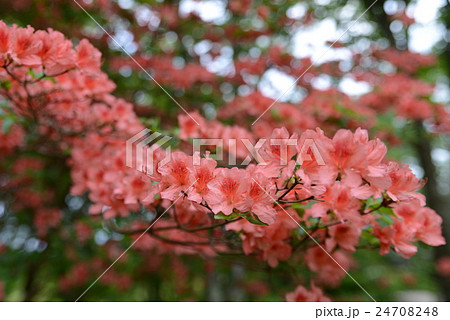 ヤマツツジ 24708248
