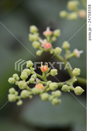 ヤブガラシの花 ヤブガラシの花 24708508