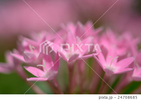 ペンタス 24708685