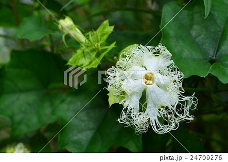キカラスウリ 24709276