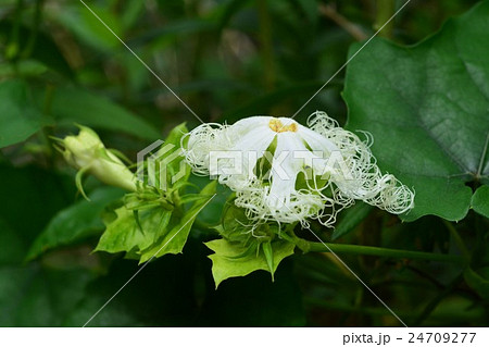 キカラスウリ 24709277