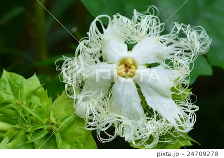 キカラスウリ キカラスウリ 24709278