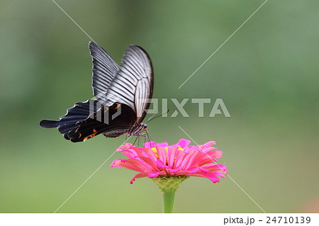 花と蝶 花と蝶 24710139