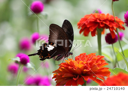 花と蝶 24710140